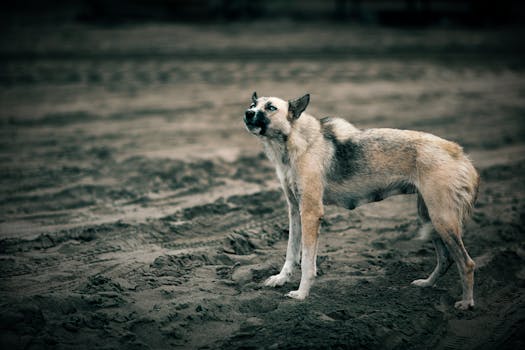 Beyond the Badge: Deconstructing the True Value of ALCM Certification